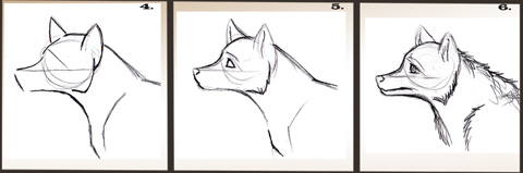 Draw wolf's head : steps 4 - 6
