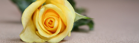 How to draw a yellow rose