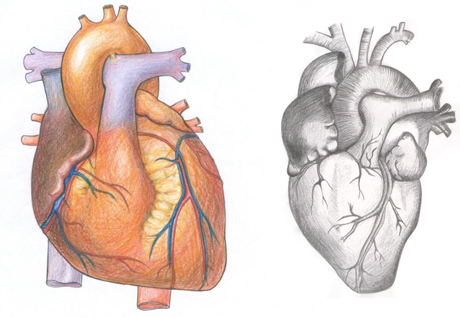 Learn to draw a real heart